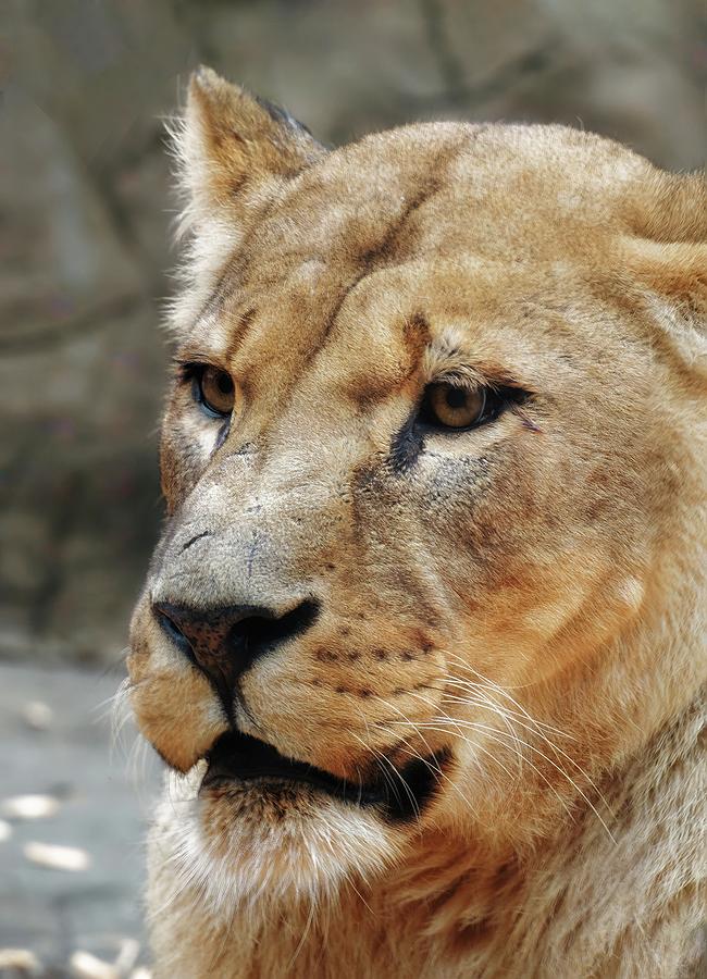 Lioness Face Photograph