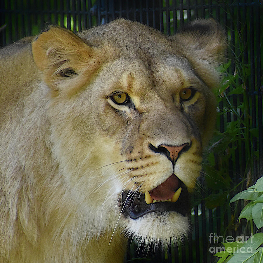 Lioness Face - Square Photograph by Linda Brittain