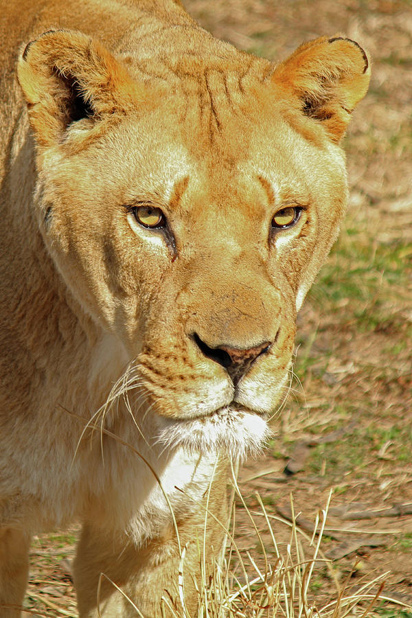 Lioness Photograph by Gerri Bigler