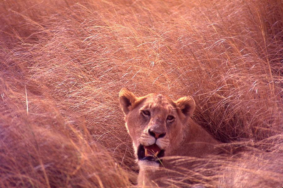 Lioness Growling in Tall Grass Photograph by Russel Considine