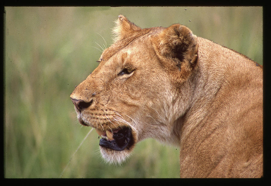 Lioness Growling Looking Left Photograph by Russel Considine