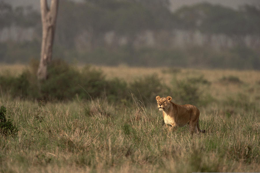 Lioness hunting in grasslands , Kenya , Africa Photograph by Comstock Images