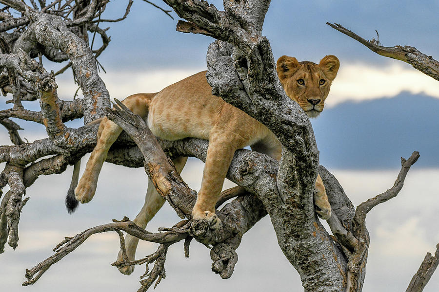 Lioness in a Tree Photograph by Eric Albright
