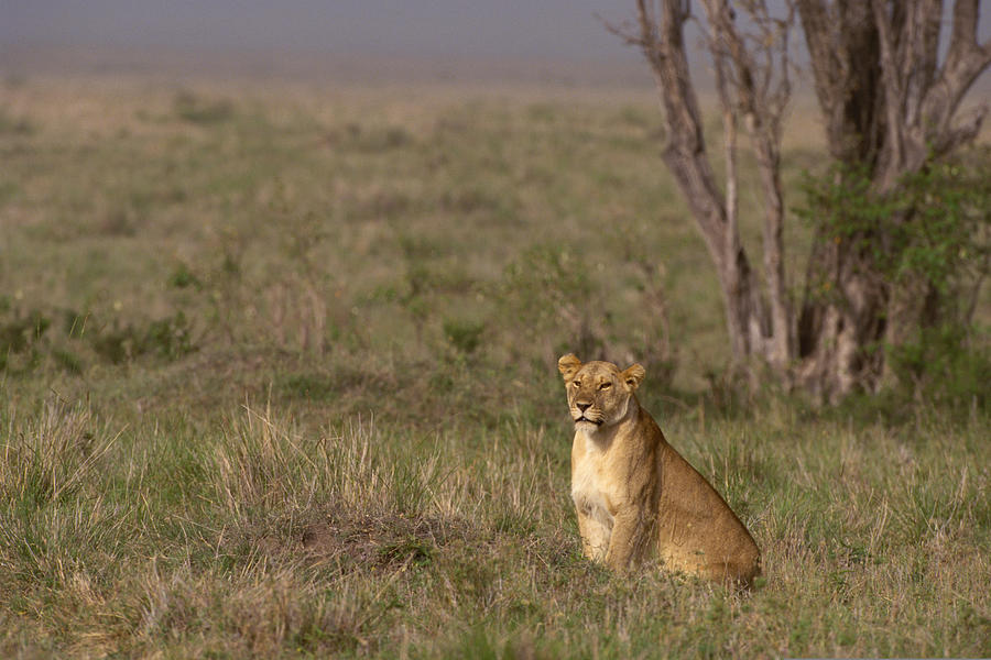 Lioness in grasslands , Kenya , Africa Photograph by Comstock Images