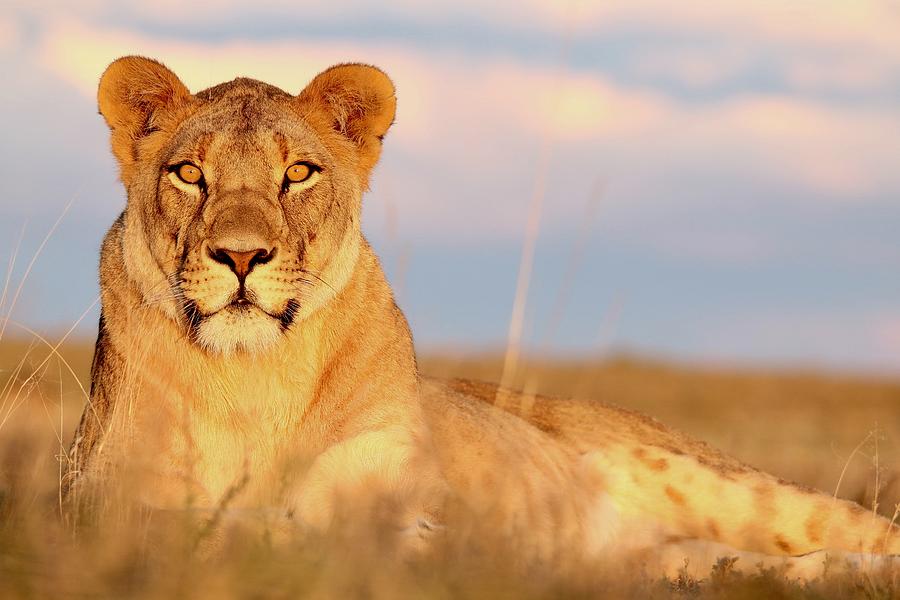 Sunset Photograph - Lioness in sunset by Chriszanne Burger