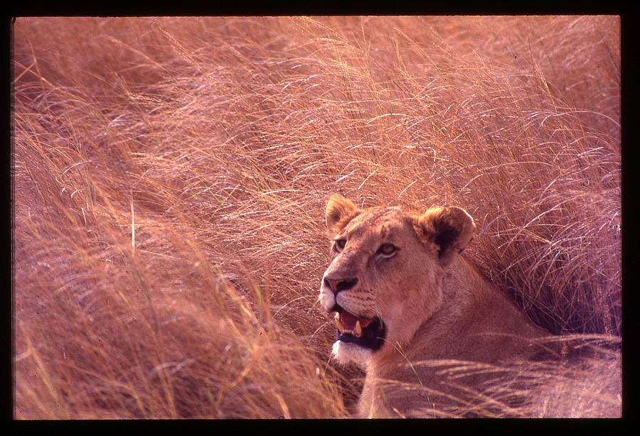 Lioness in Tall Grass Photograph by Russ Considine