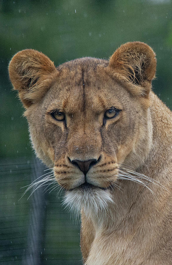 Lioness in the rain Photograph by Gareth Parkes