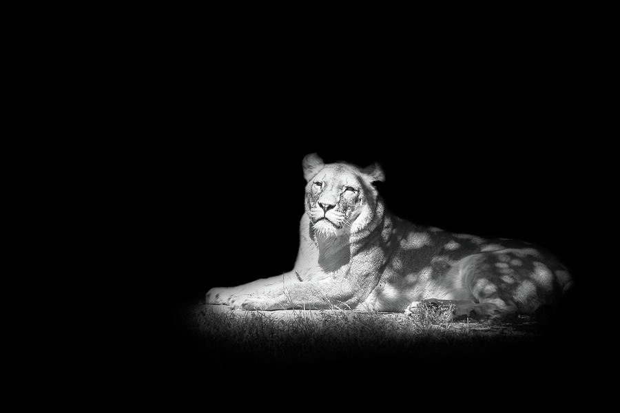 Lioness in the sun Photograph by Tom Van den Bossche