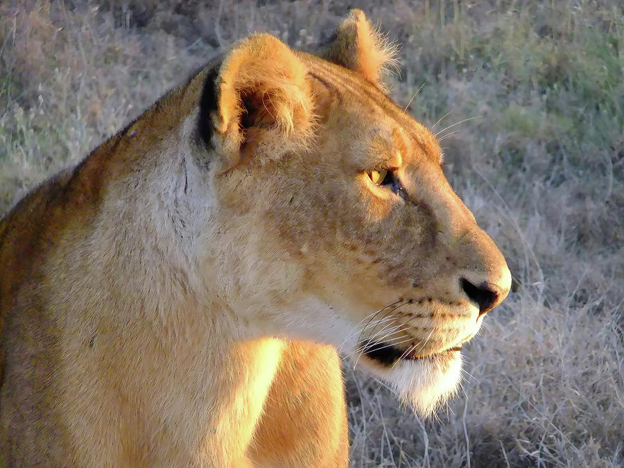 Lion Photograph - Lioness by Phil And Karen Rispin