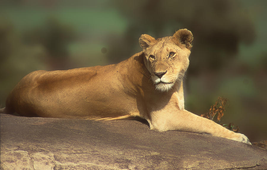 Lioness Looking Back While Lying on Rock Photograph by Russel Considine