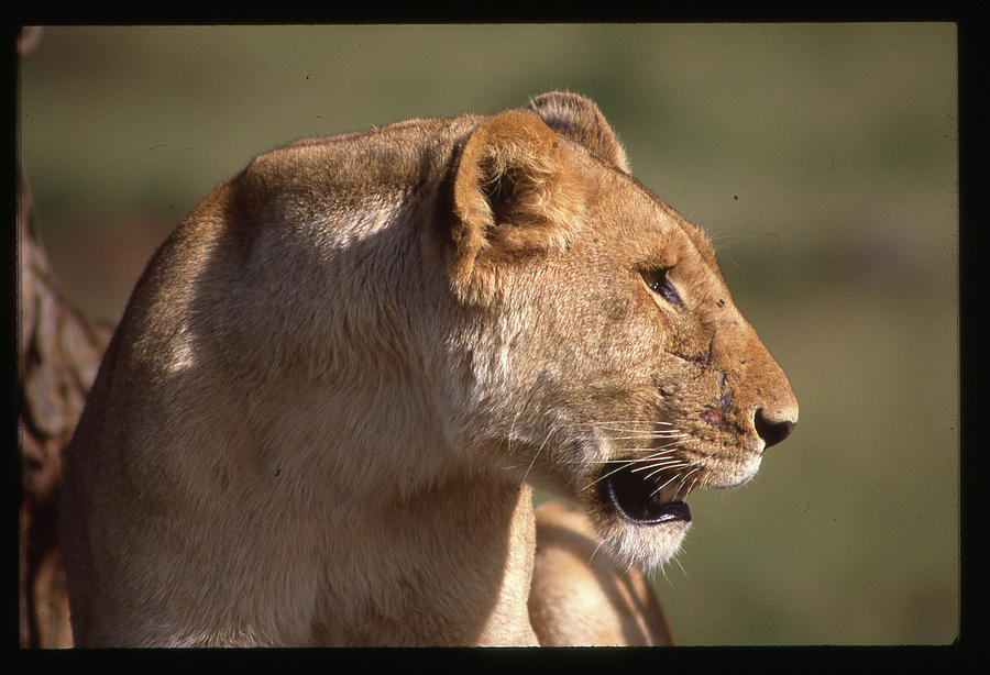 Lioness Looking Vu to Right Photograph by Russel Considine