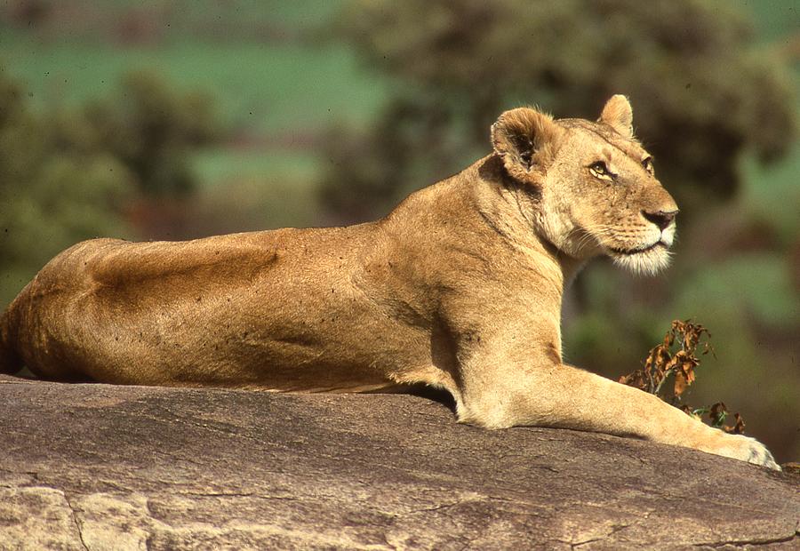Lioness Lying on Rock Photograph by Russel Considine