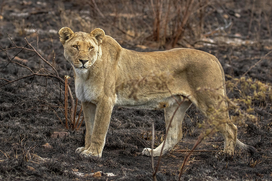 Lioness Photograph by MaryJane Sesto