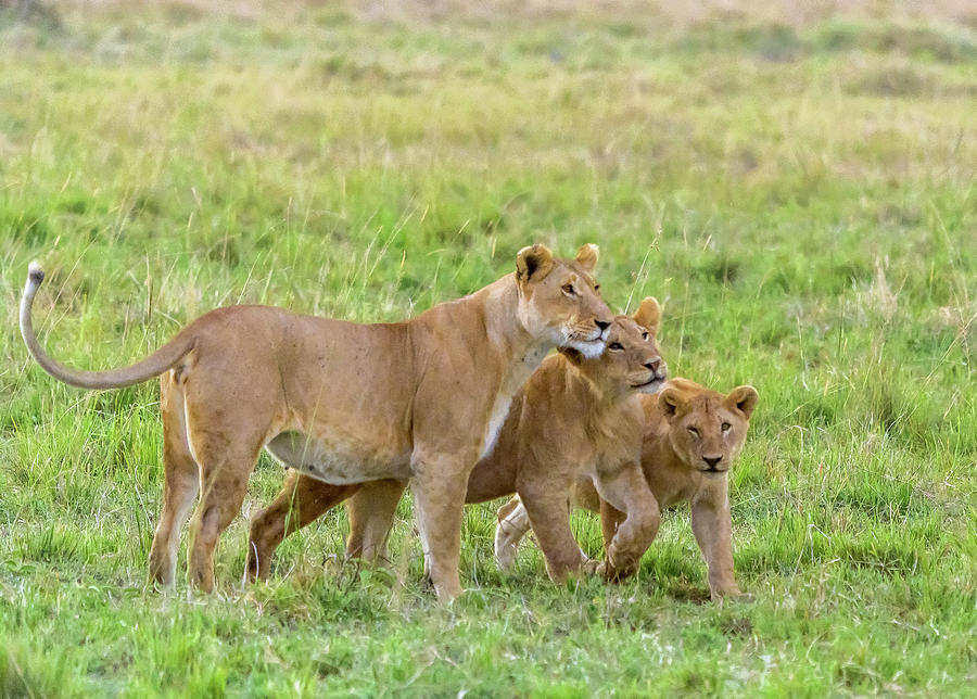 Lioness Mom and Her Cubs Photograph by Laura Hedien