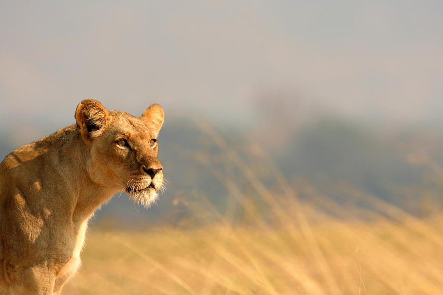 Lioness on savannah Photograph by Image Source