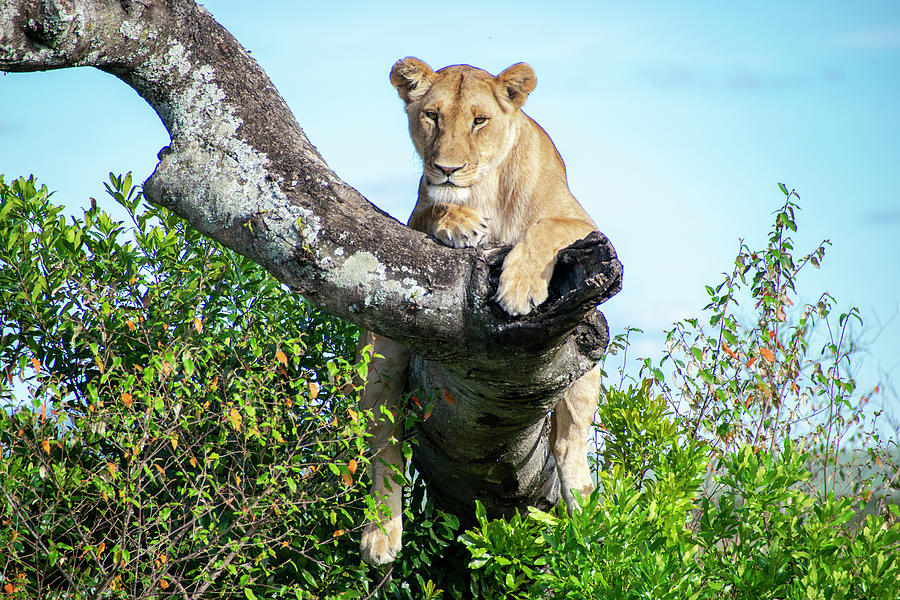 Lioness on the lookout Photograph by Gareth Parkes