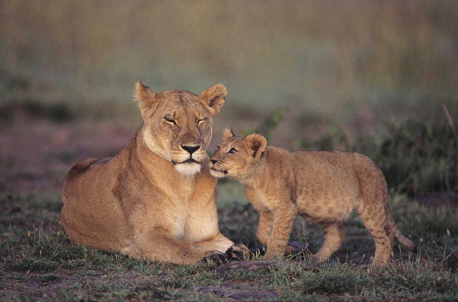 Lioness (Panthera leo) with cub, on grass savannah, Kenya Photograph by Anup Shah