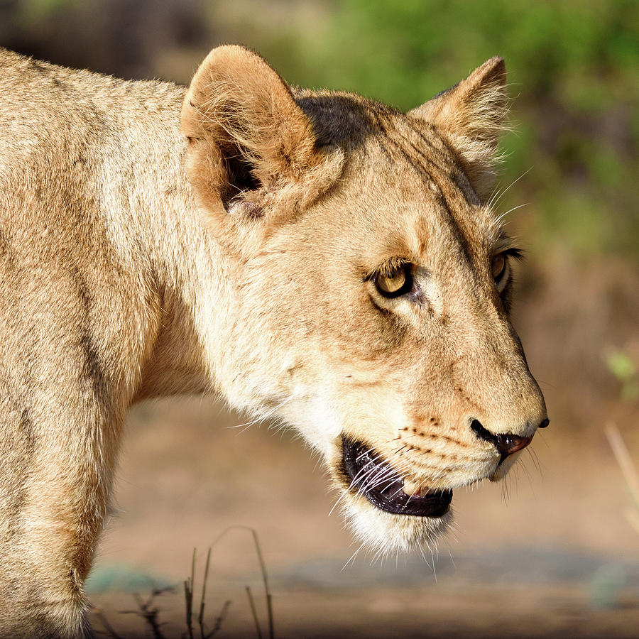 Lioness Portrait Photograph by Adrian O Brien