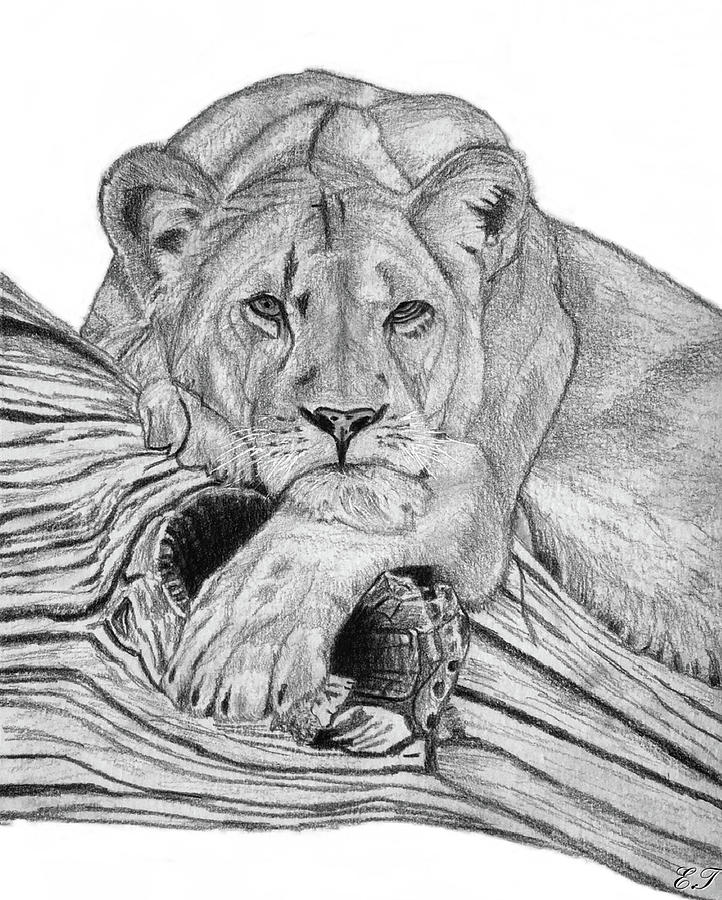 Lioness Portrait Drawing by Aeden Teshale Fine Art America