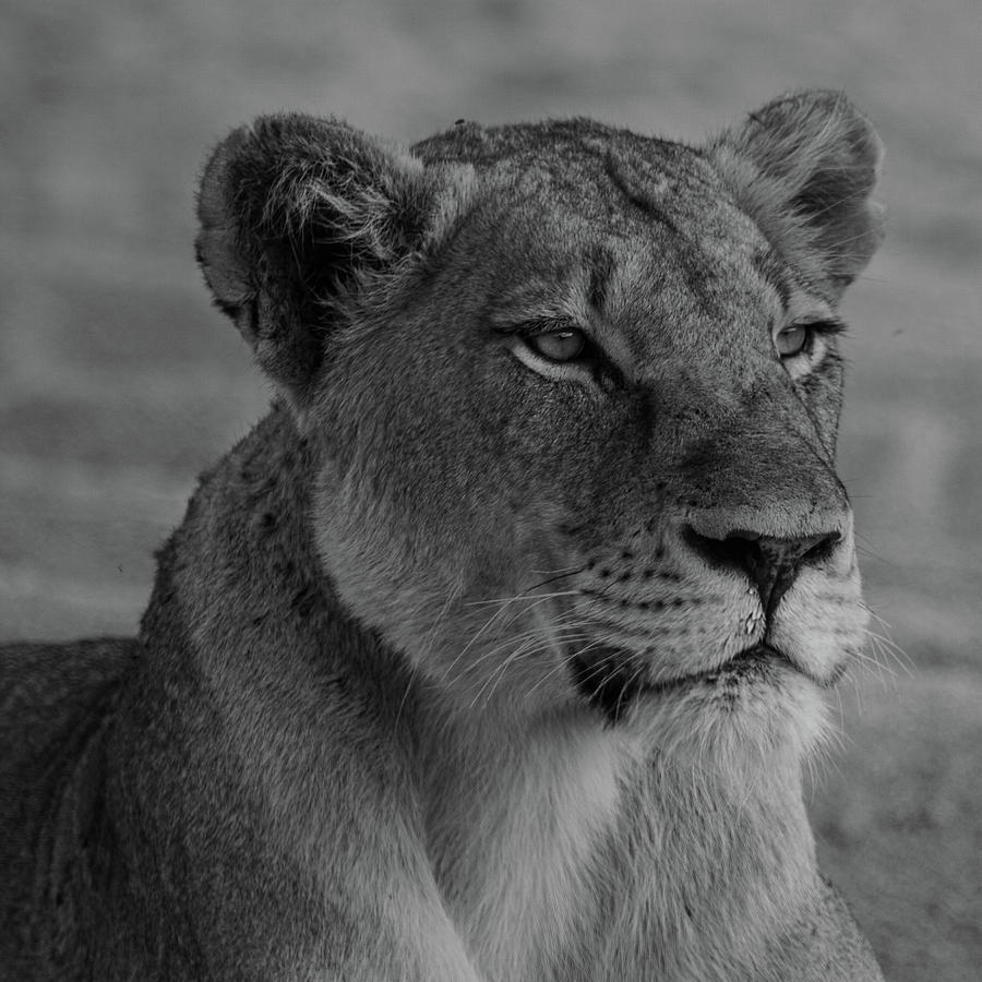 Lioness Portrait I Photograph by Andrew Knust - Fine Art America