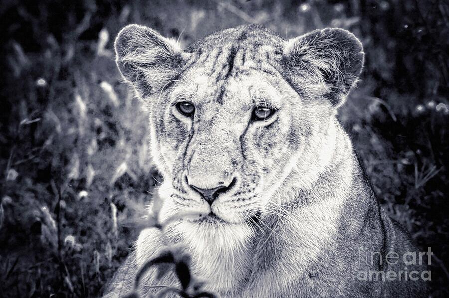 Lioness Portrait In Black And White Wall Art Photograph