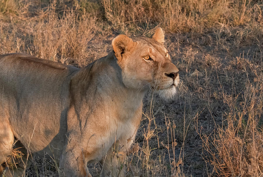 Lioness Portrait, Serengeti National Park Photograph by Marcy Wielfaert