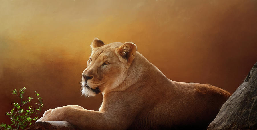 Lioness-Queen Photograph by James Gamble Lioness-Queen Photograph by James Gamble