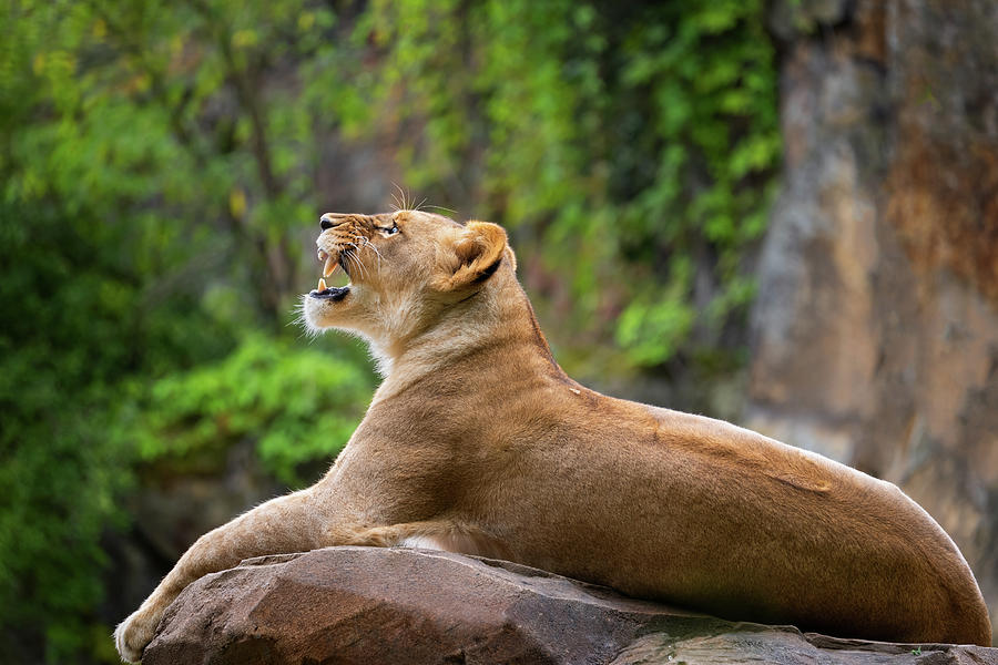 Lioness Roar Photograph by Artur Bogacki