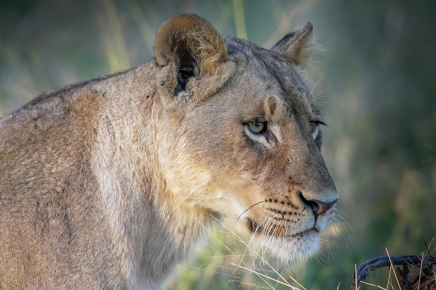 Lioness Sabi Sands Photograph by MaryJane Sesto