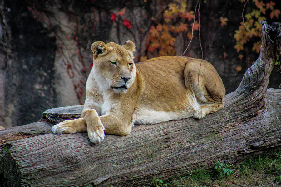 Lioness Photograph by Savannah Ballard - Fine Art America