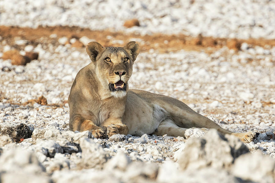 Lioness Settling In A Shady Spot Near The Waterhole, No. 2 Photograph