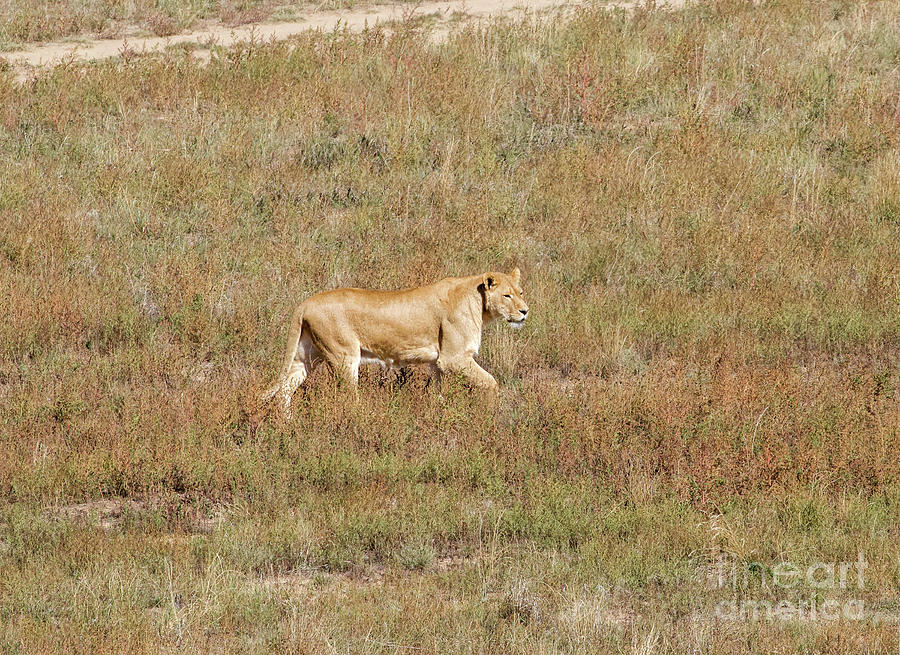 Lioness Photograph by Shirley Dutchkowski
