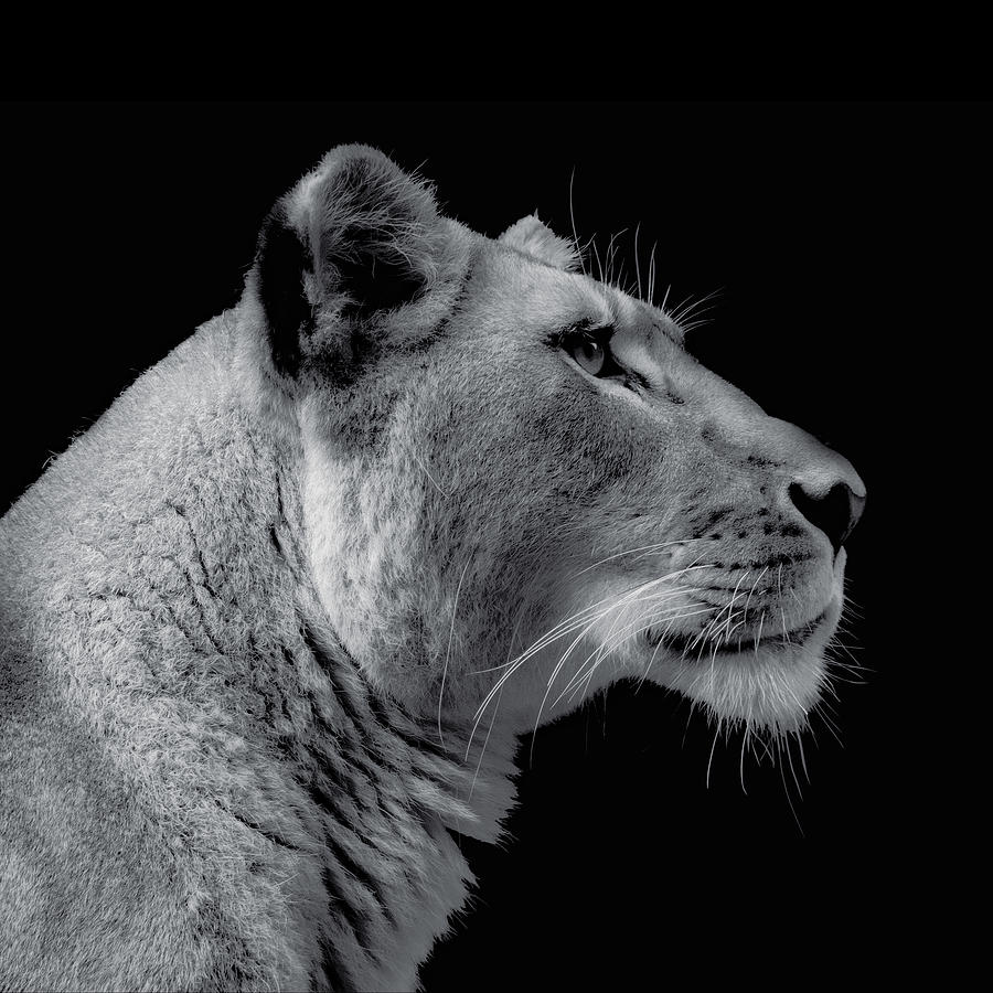 Lioness Side Portrait Photograph by Bj S