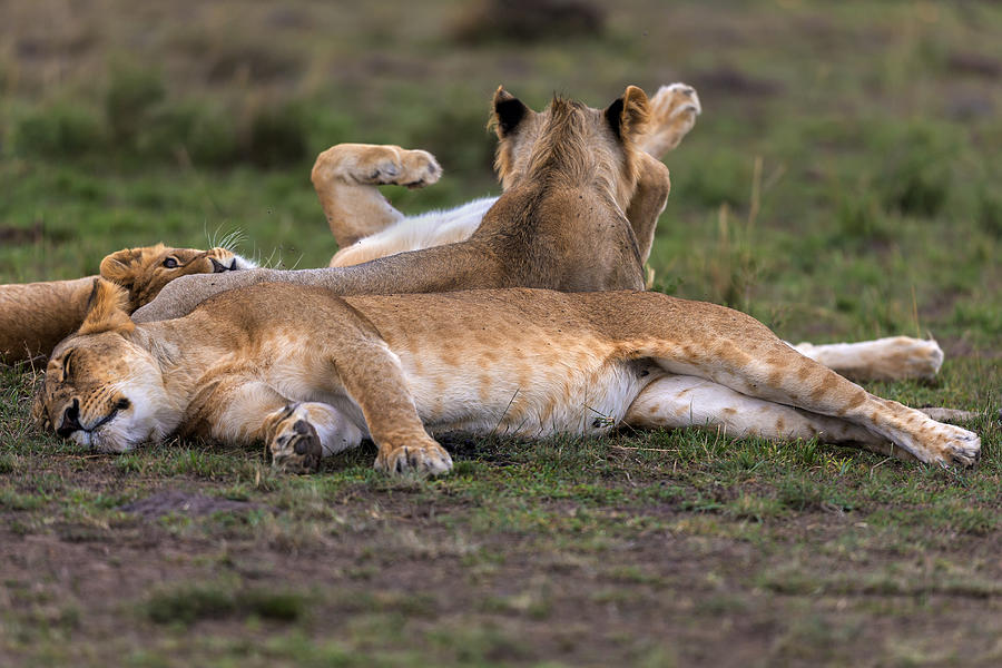 Lioness sleeping Photograph by Manoj Shah
