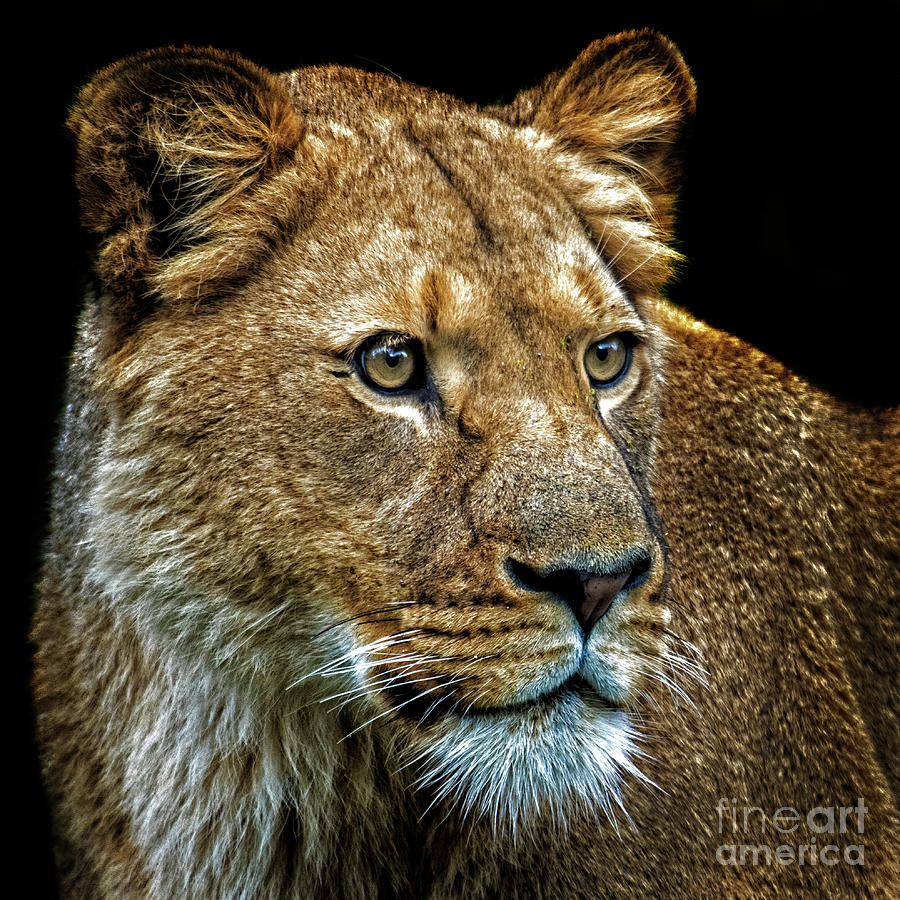 Lioness Photograph by Sonya Lang