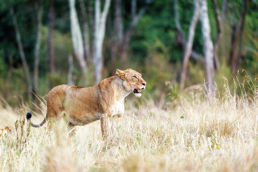 Nature Photograph - Lioness Standing in Kenya Grassland by Good Focused