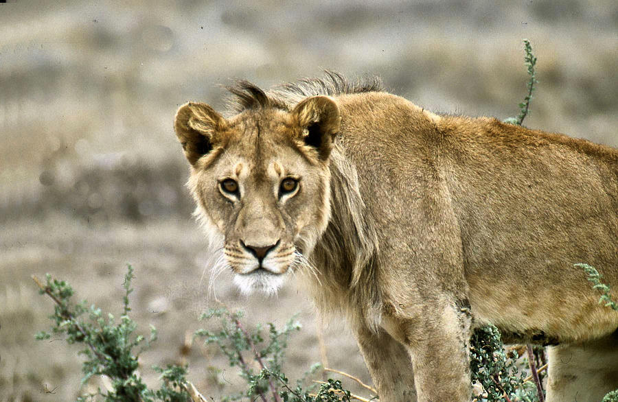 Lioness Staring at You Photograph by Russel Considine