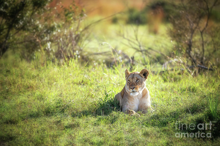 Lioness takes shade from the heat of the day in the Masai mara,  Photograph by Jane Rix