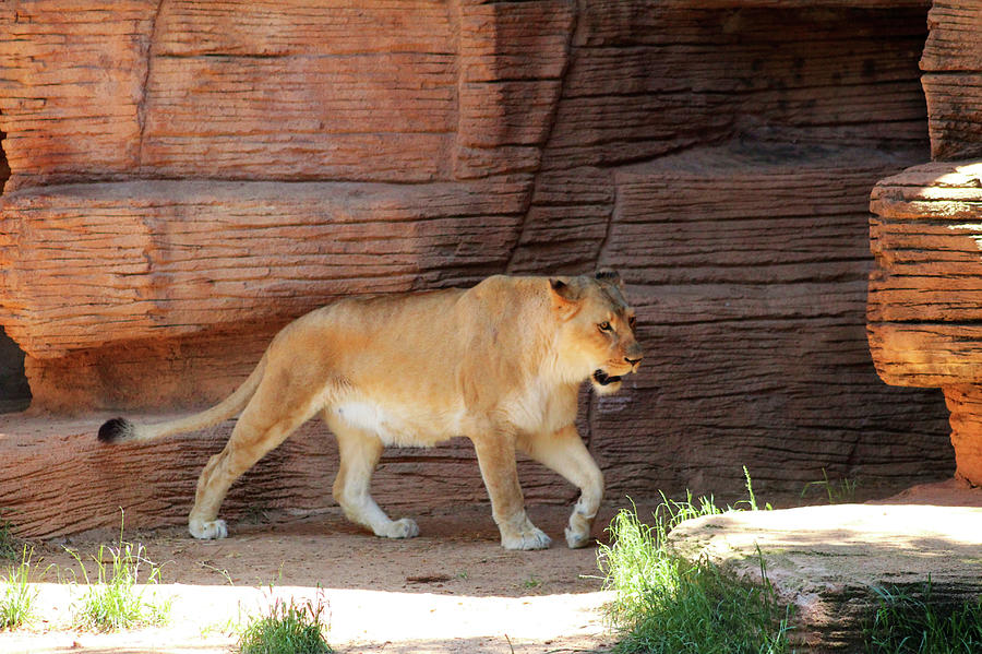Lioness Taking A Stroll Photograph by Cynthia Guinn