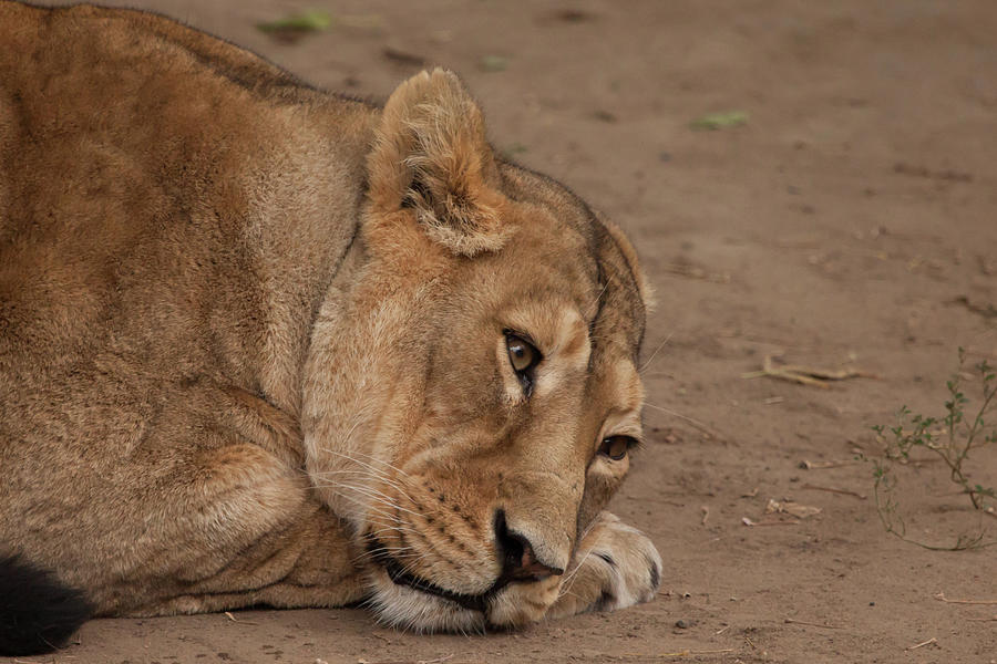 Lioness Tiredly Lowered Her Head To The Ground Smart But Tired Pyrography By Michael Semenov 4905