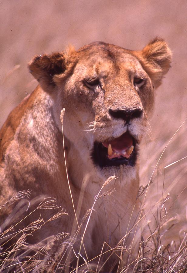 Lioness Up Close and Growling Photograph by Russel Considine