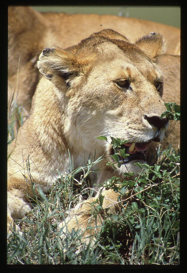 Lioness Up Close Portrait Photograph by Russel Considine