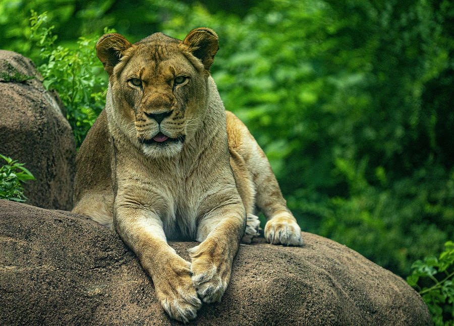 Lioness Watches Photograph