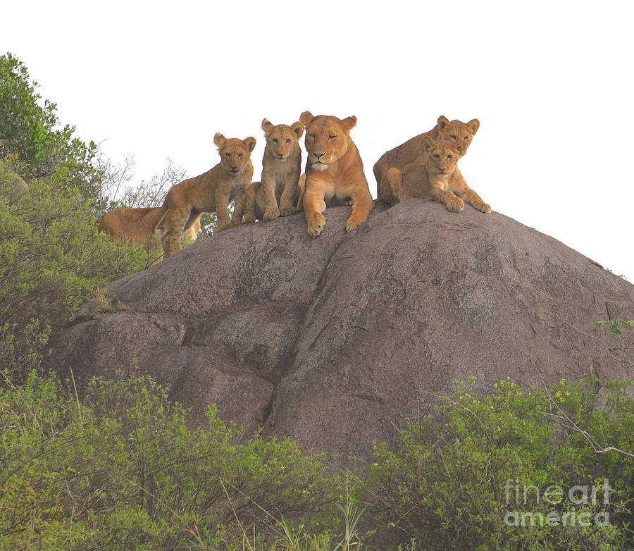 Lioness With A Team Of Five Cubs, The Serengeti, Tanzania Photograph by Tom Wurl