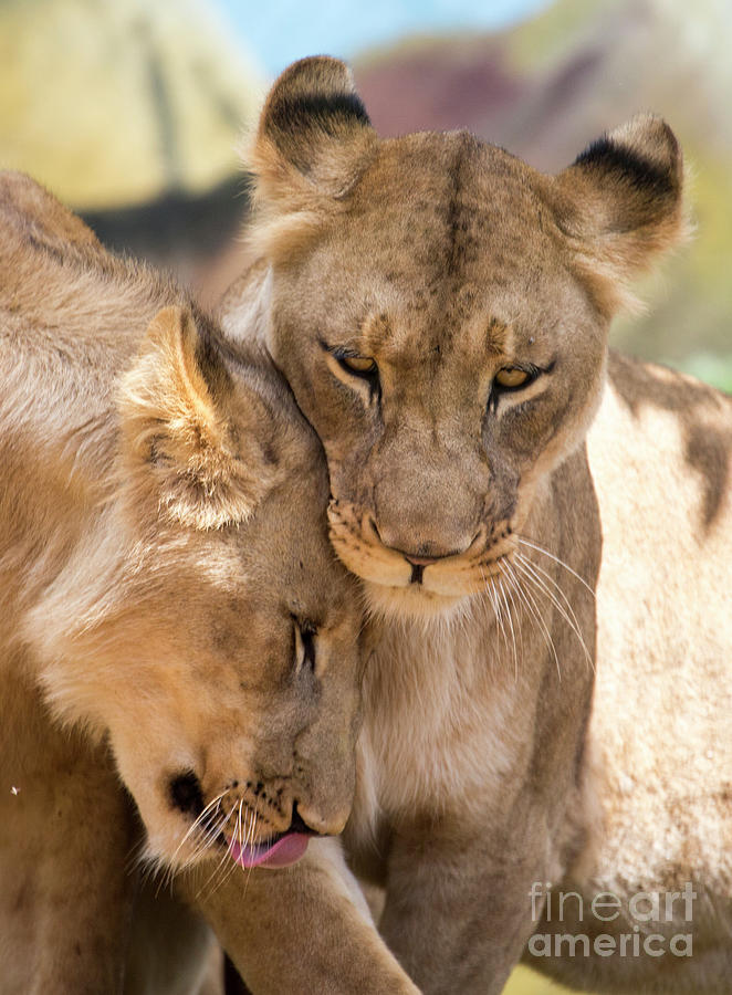 Lion Photograph - Lioness with cub by Sheila Smart Fine Art Photography