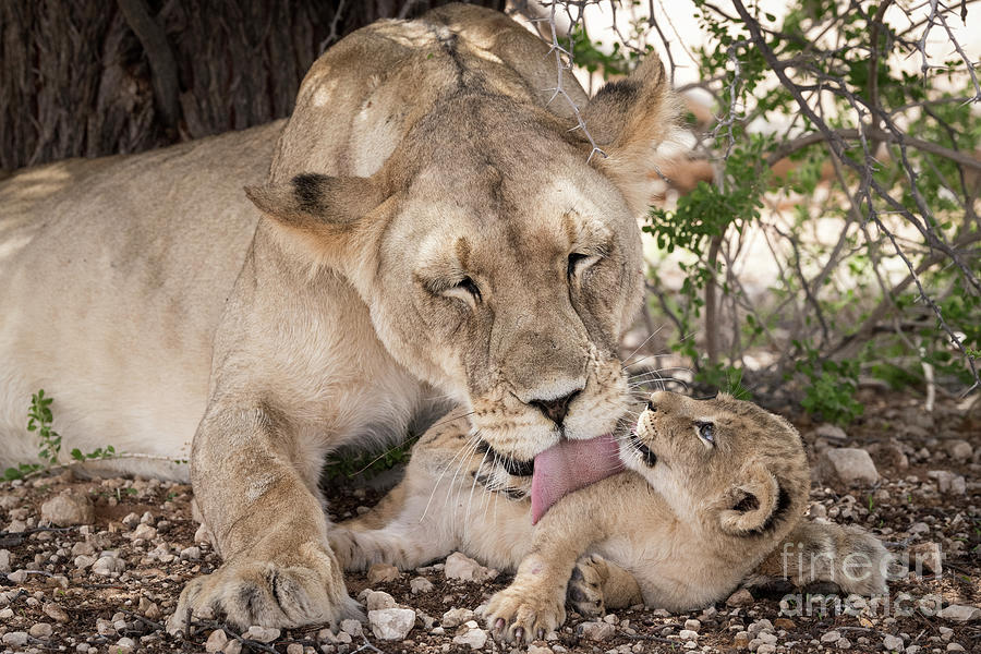 Animal Photograph - Lioness with Cub by Tony Camacho