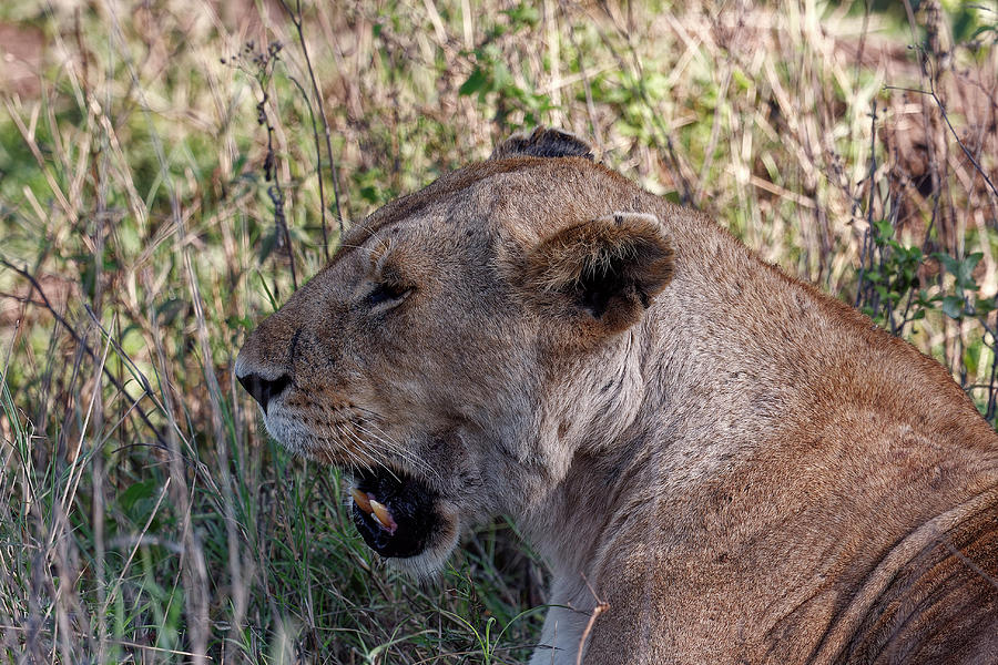 Lioness with Mouth Open Photograph by Sally Weigand