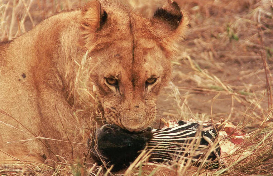 Lioness, Zebra Kill Photograph by Bonnie Colgan