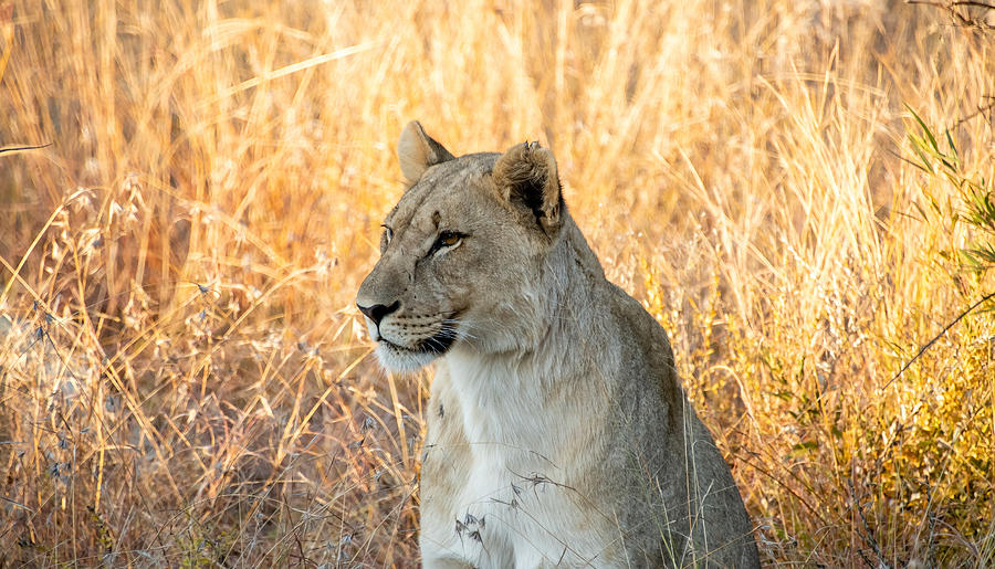 Lioness_002 Photograph by Norman Coleman III - Fine Art America