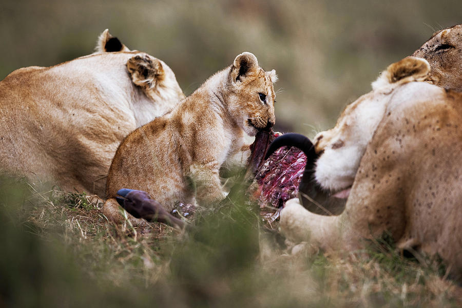 Lionesses And Small Cub Eating In The Wilderness Of Masai Mara, Kenya 